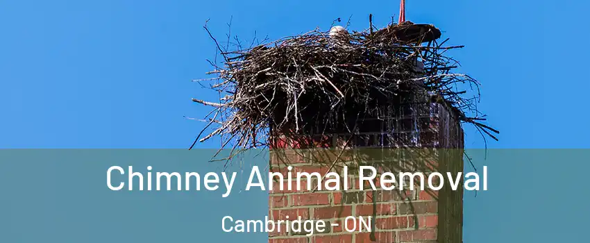 Chimney Animal Removal Cambridge - ON