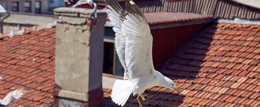Residential Chimney Animal Removal Solution in Cambridge, ON